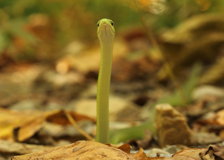 Rough Green Snake